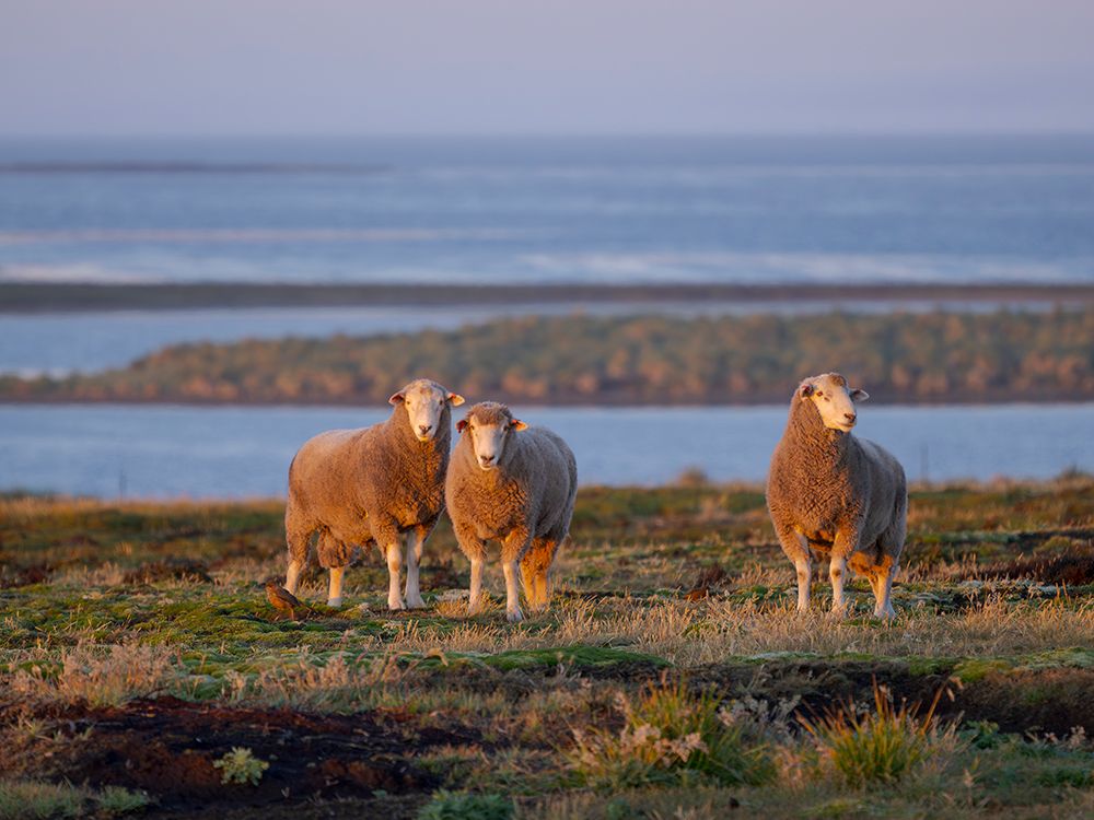 Sheep (ram). Sheep farming is still of great economic importance to the Falkland Islands. art print by Martin Zwick for $57.95 CAD