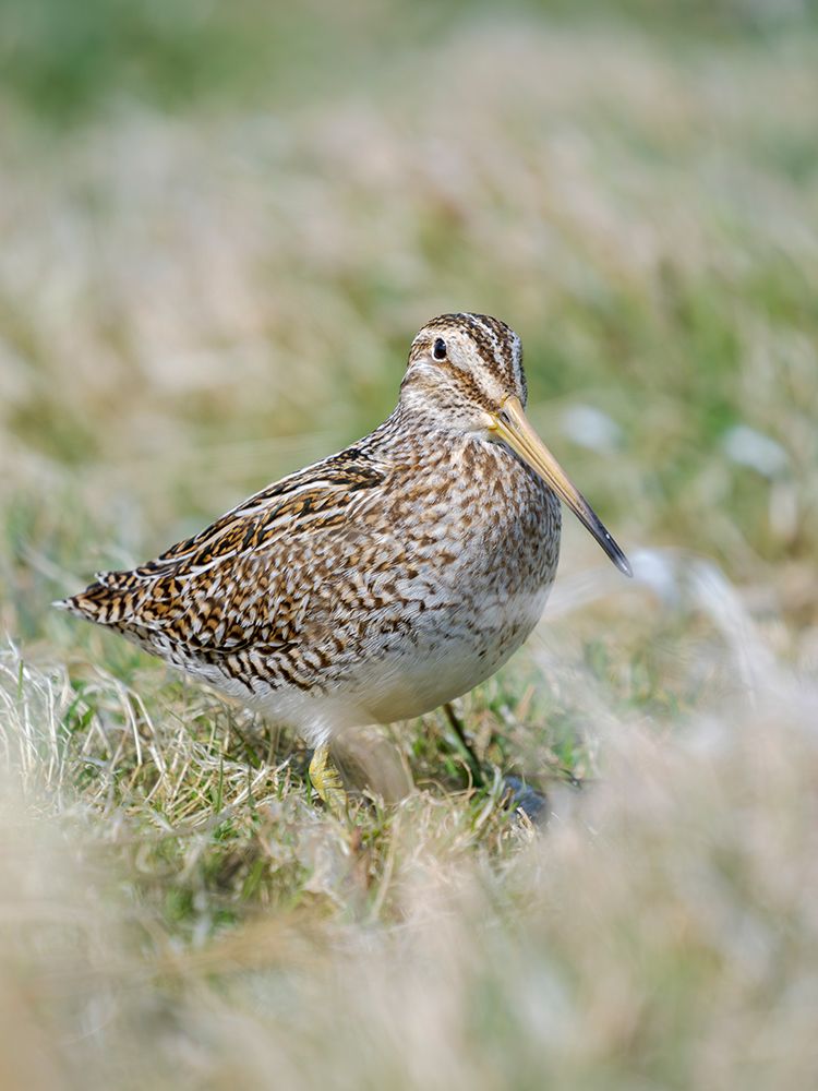 Magellanic Snipe. Sea Lion Island, spring art print by Martin Zwick for $57.95 CAD