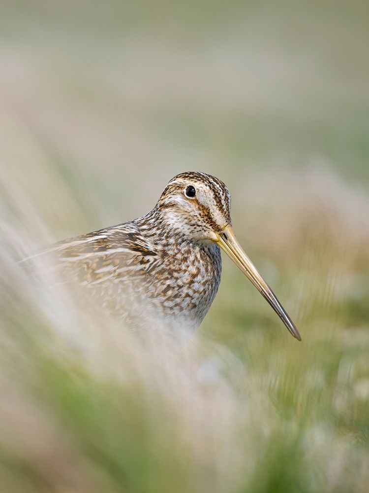 Magellanic Snipe. Sea Lion Island, spring art print by Martin Zwick for $57.95 CAD