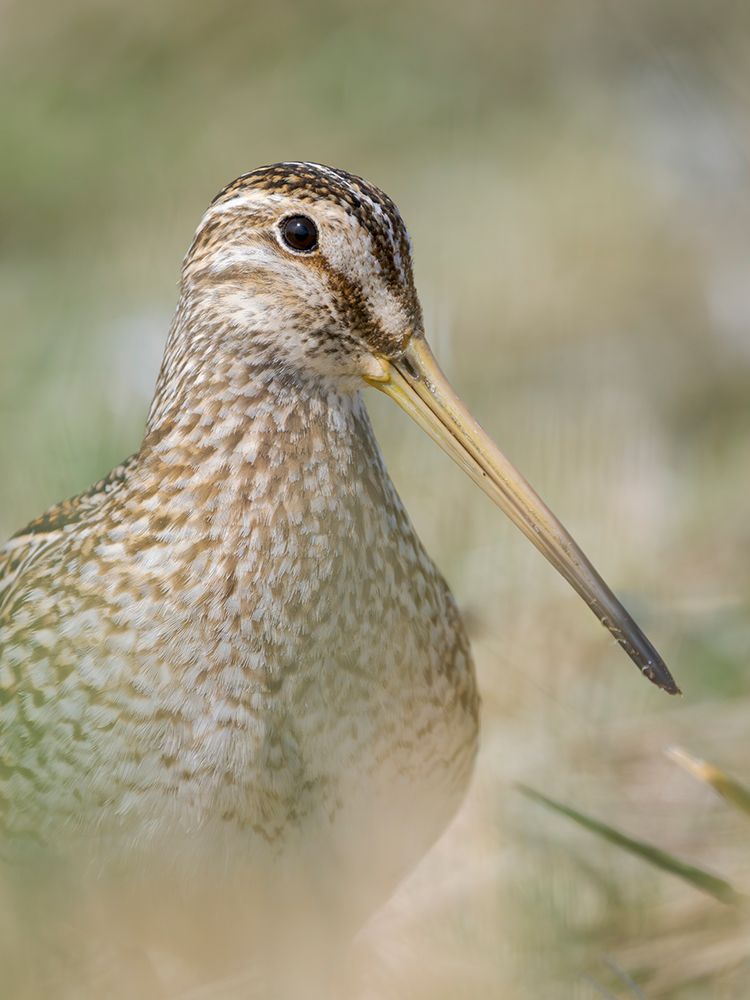 Magellanic Snipe. Sea Lion Island, spring art print by Martin Zwick for $57.95 CAD