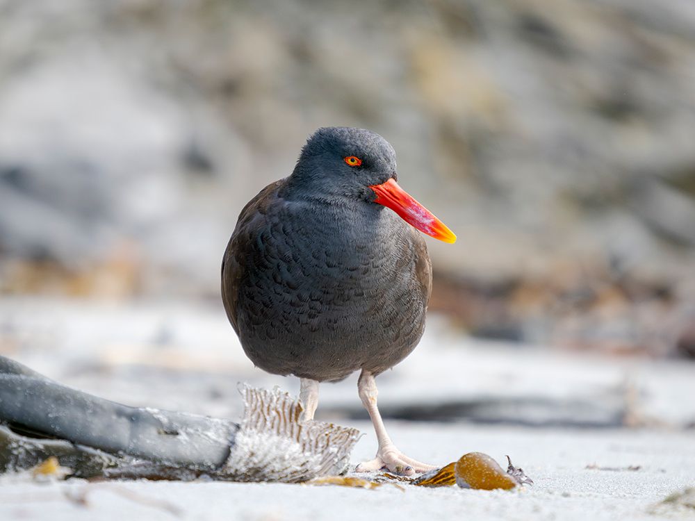 Blackish oystercatcher at the coast of Sea Lion Island, South America, Falkland Islands, spring art print by Martin Zwick for $57.95 CAD