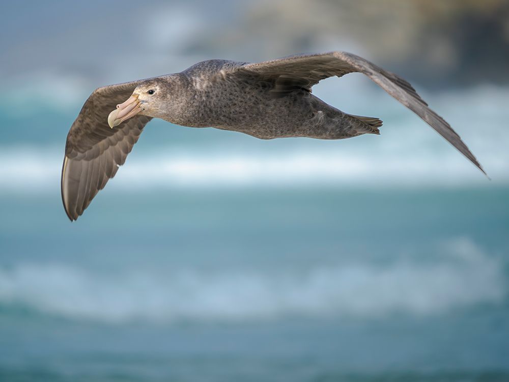 Southern giant petrel in flight over coastline of Saunders Island. South America, Falkland Islands. art print by Martin Zwick for $57.95 CAD