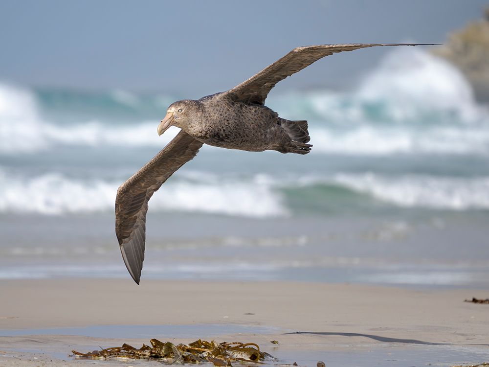 Southern giant petrel in flight over coastline of Saunders Island. South America, Falkland Islands. art print by Martin Zwick for $57.95 CAD