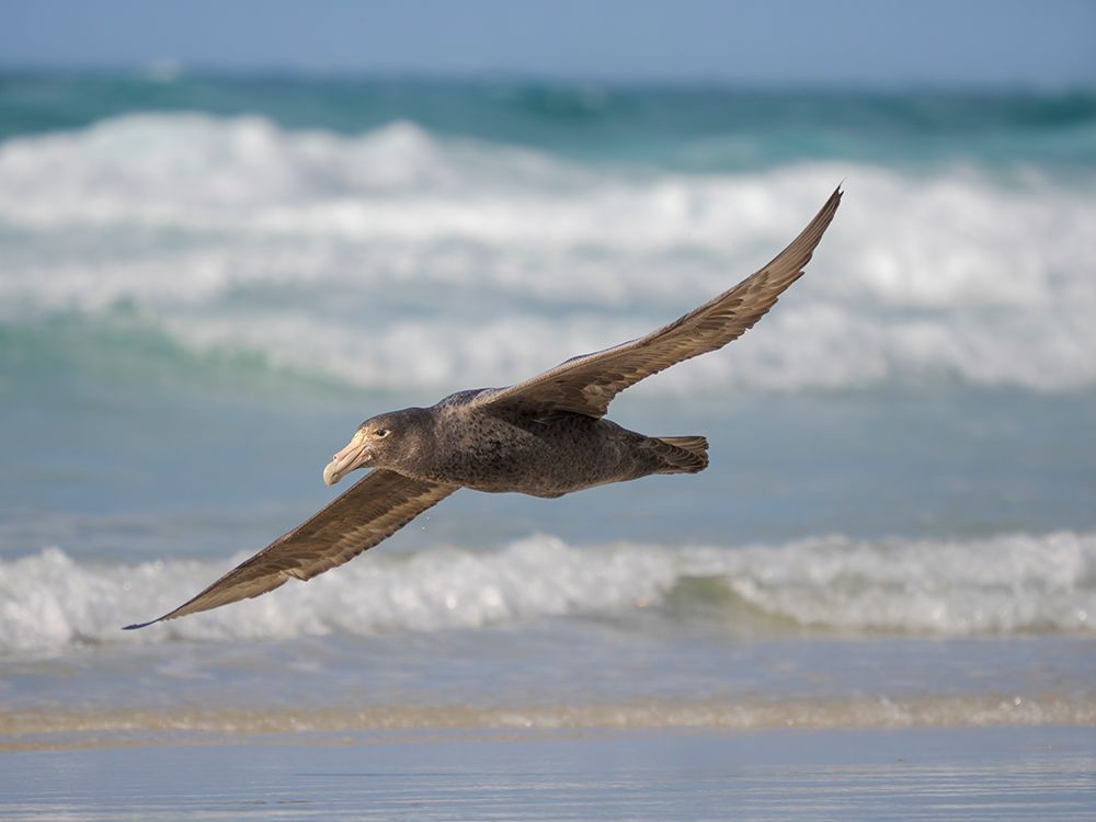 Southern giant petrel in flight over coastline of Saunders Island. South America, Falkland Islands. art print by Martin Zwick for $57.95 CAD