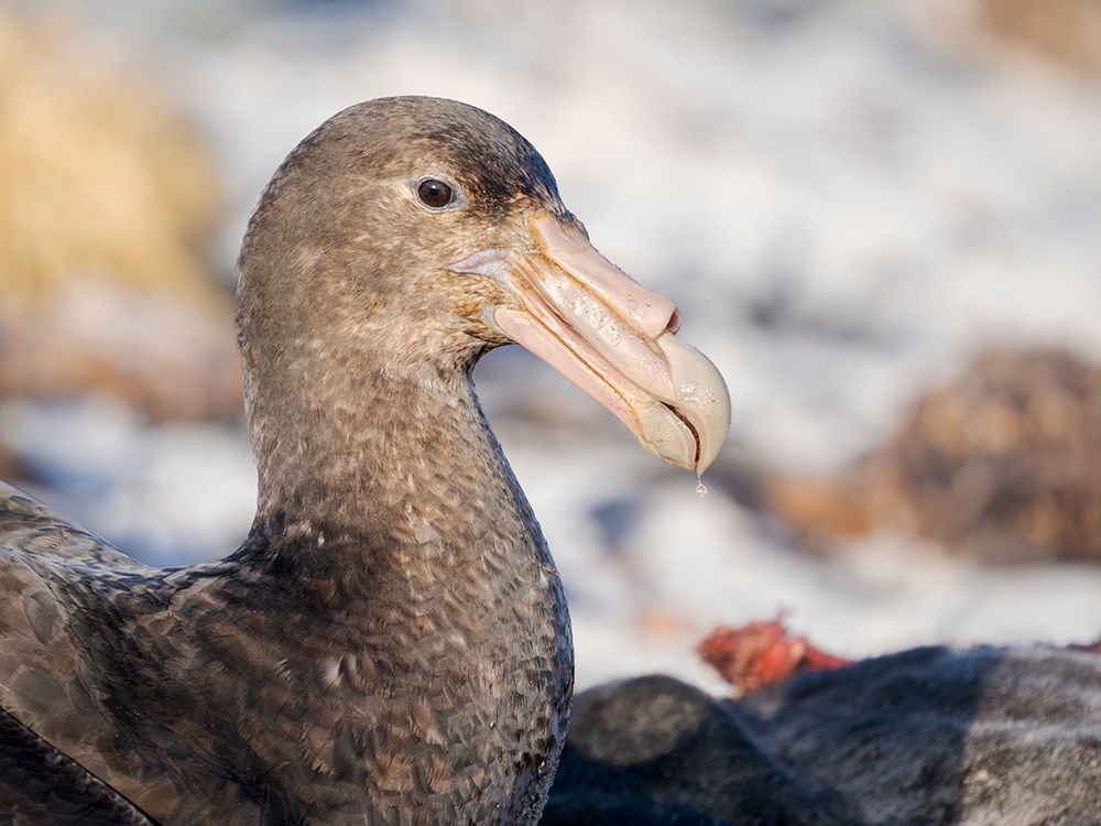 Southern giant petrel at carcass of southern elephant seal pup on Sea Lion Island. Falkland Islands art print by Martin Zwick for $57.95 CAD