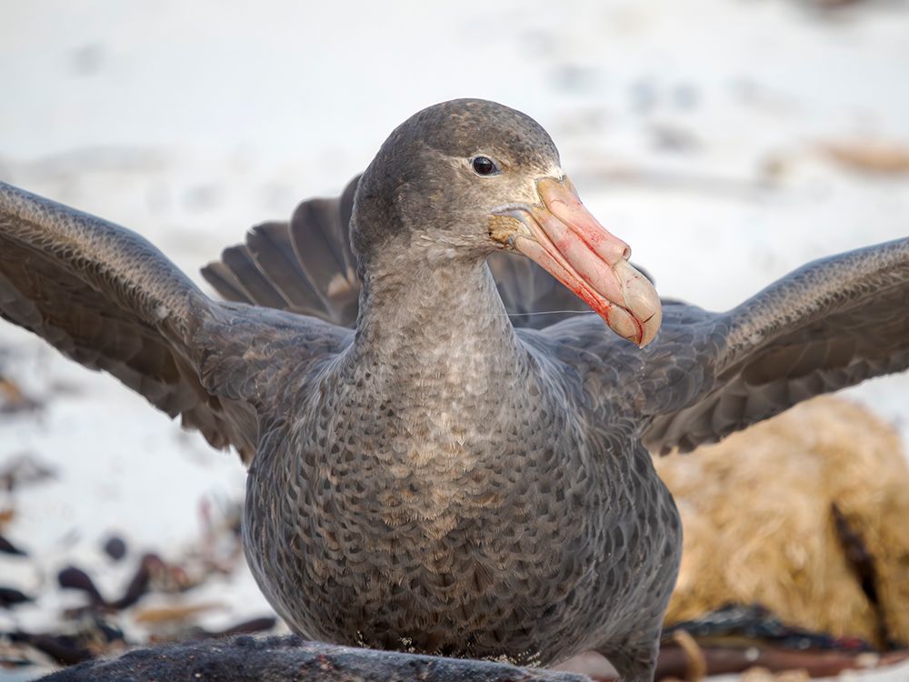 Southern giant petrel at carcass of southern elephant seal pup on Sea Lion Island. Falkland Islands art print by Martin Zwick for $57.95 CAD