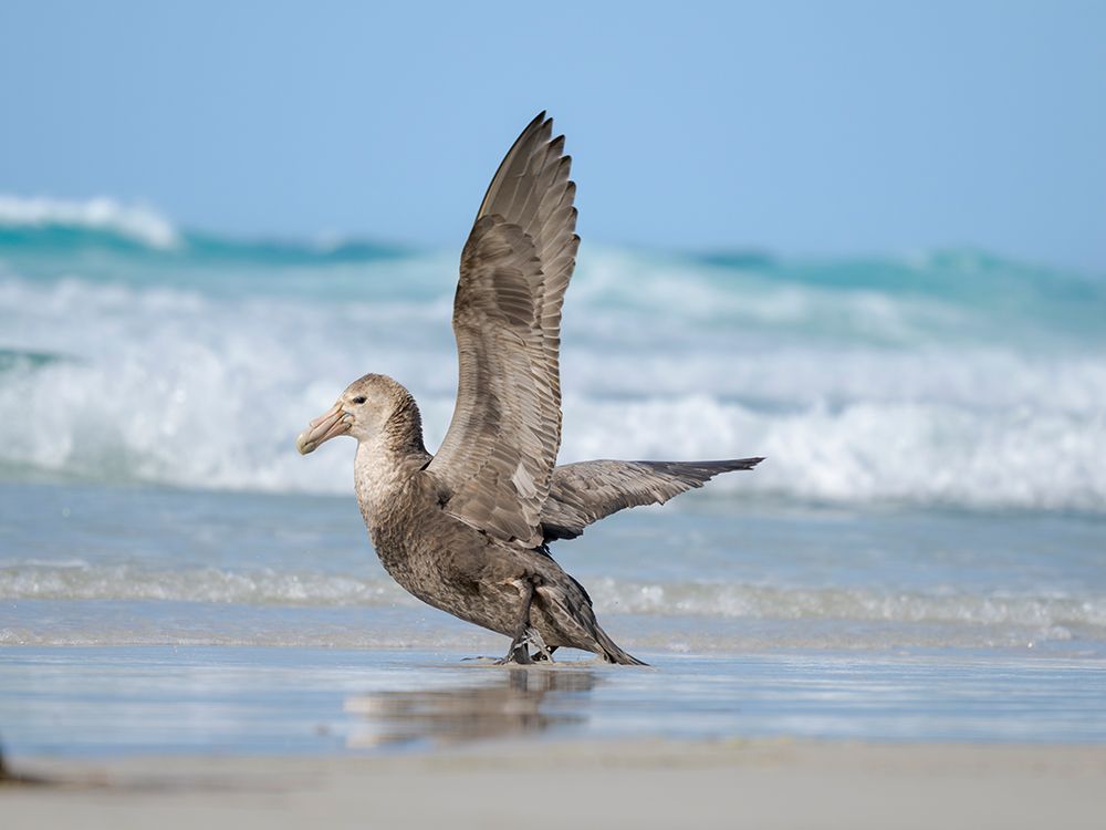 Southern giant petrel on Saunders Island. South America, Falkland Islands. art print by Martin Zwick for $57.95 CAD