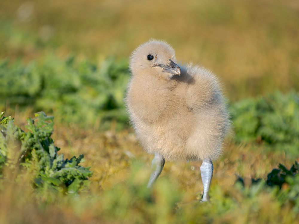 Chick of a Brown Skua or Falkland Skua. Subantarctic, Falkland Islands, Bleaker Island. art print by Martin Zwick for $57.95 CAD