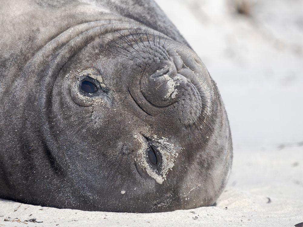 Weaned pup. Southern elephant seal on a beach on Sea Lion Island. Falkland Islands. art print by Martin Zwick for $57.95 CAD