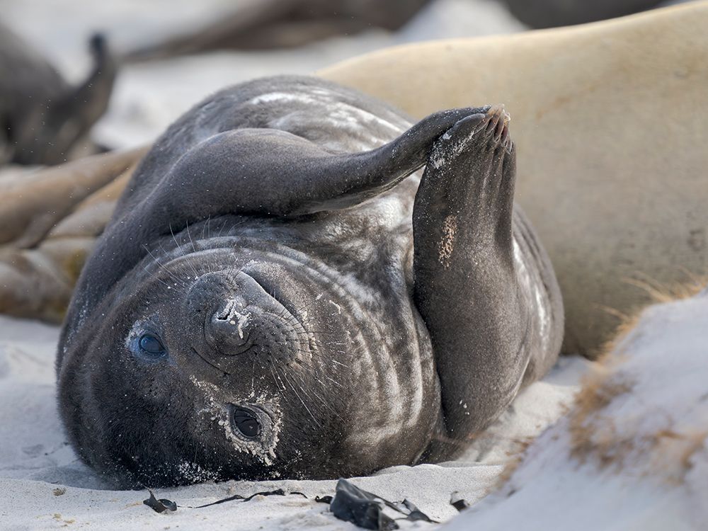 Weaned pup. Southern elephant seal on a beach on Sea Lion Island. Falkland Islands. art print by Martin Zwick for $57.95 CAD
