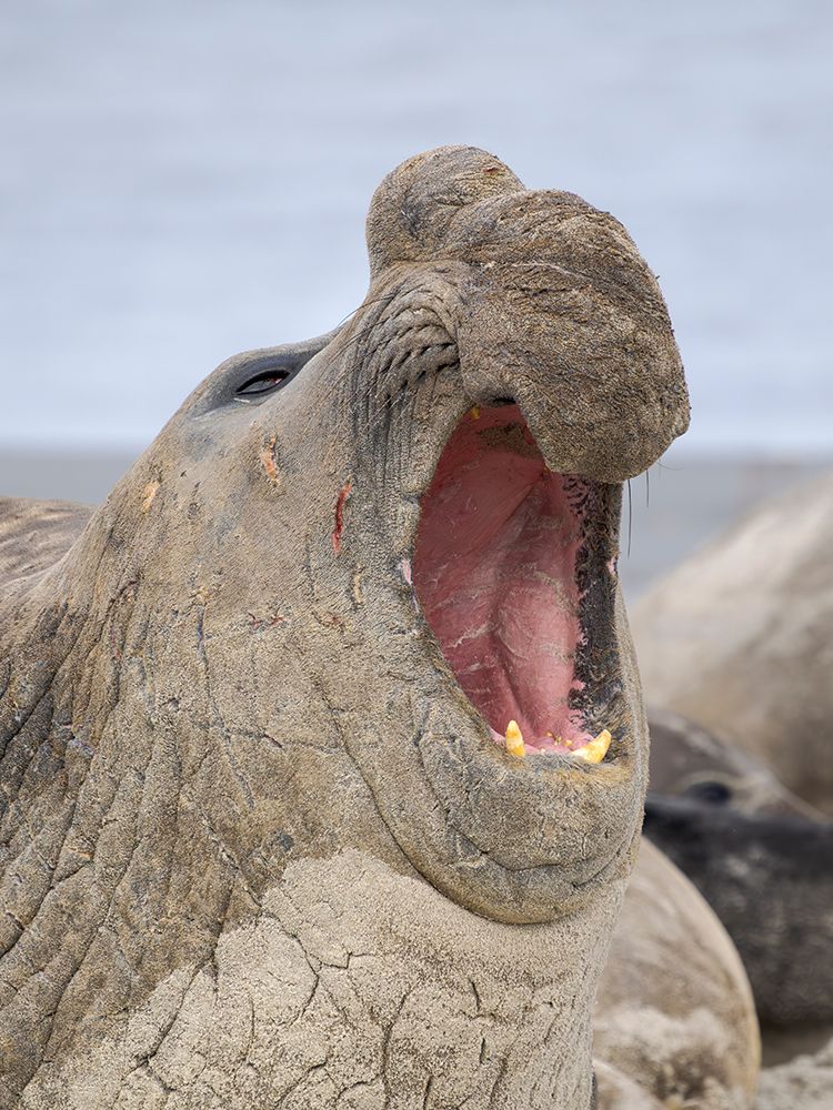 Dominant bull, aggressive posture. Southern elephant seal on Sea Lion Island. Falkland Islands. art print by Martin Zwick for $57.95 CAD