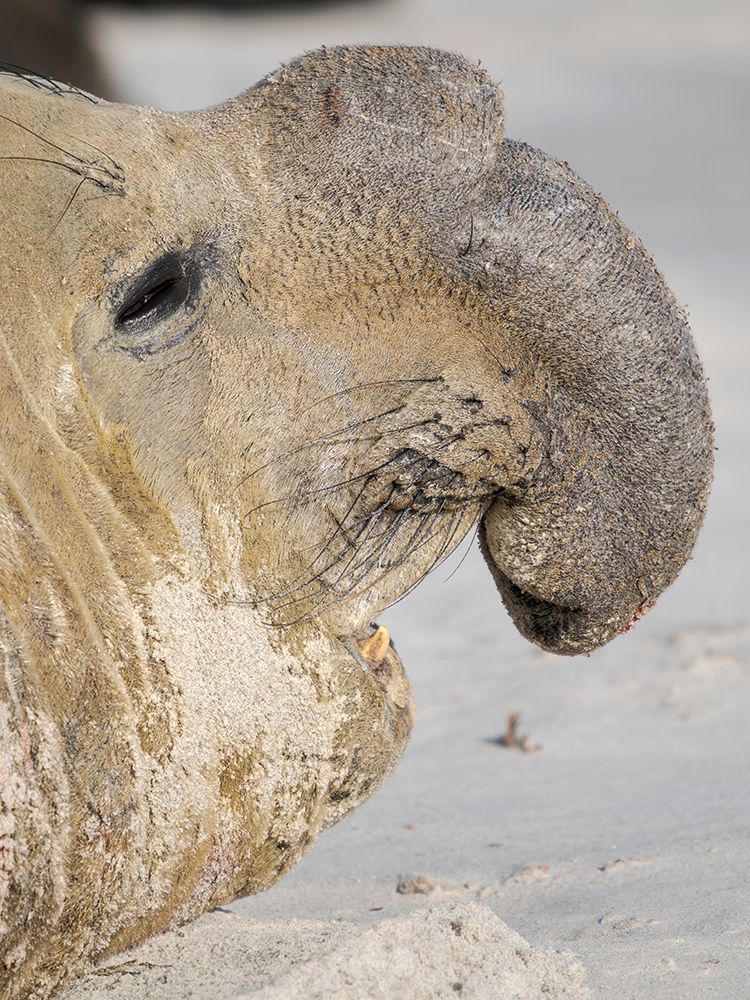 Dominant bull, aggressive posture. Southern elephant seal on Sea Lion Island. Falkland Islands. art print by Martin Zwick for $57.95 CAD