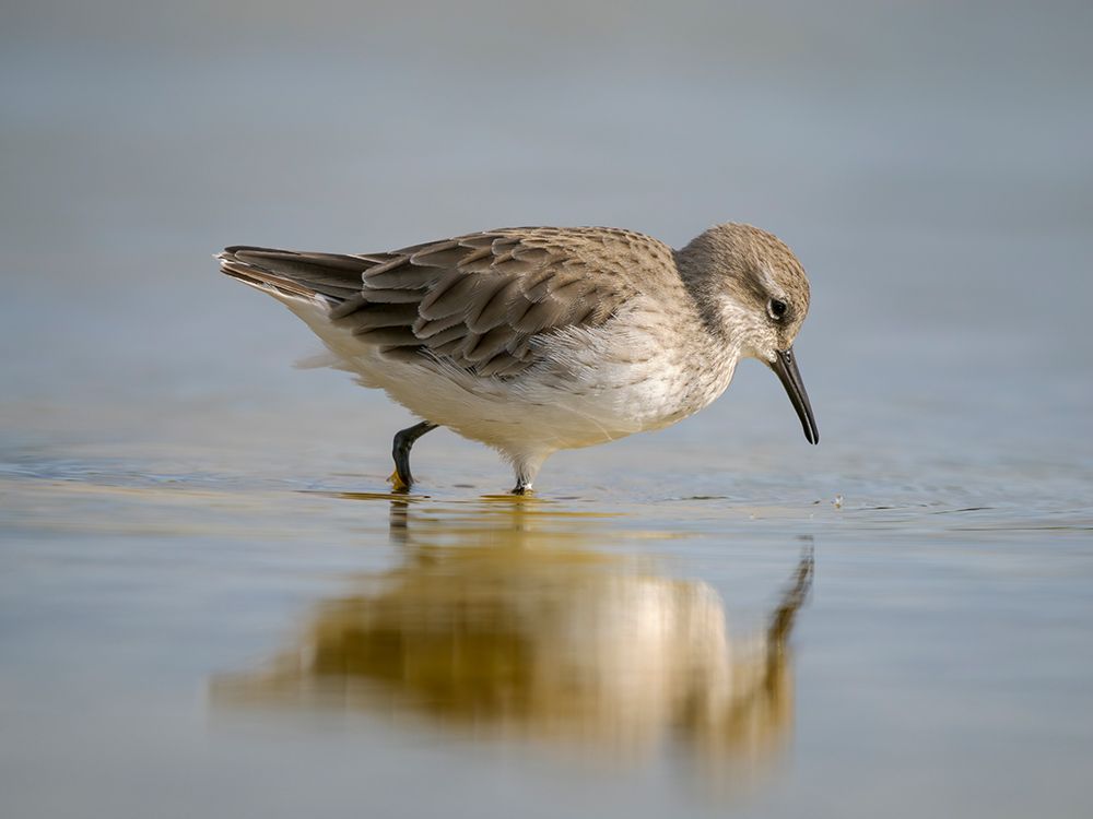 White-rumped sandpiper feeding in a pond. South America, Falkland Islands, Volunteer Point. art print by Martin Zwick for $57.95 CAD