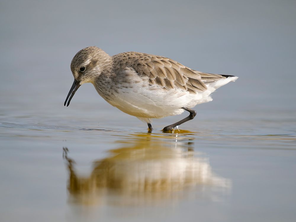White-rumped sandpiper feeding in a pond. South America, Falkland Islands, Volunteer Point. art print by Martin Zwick for $57.95 CAD