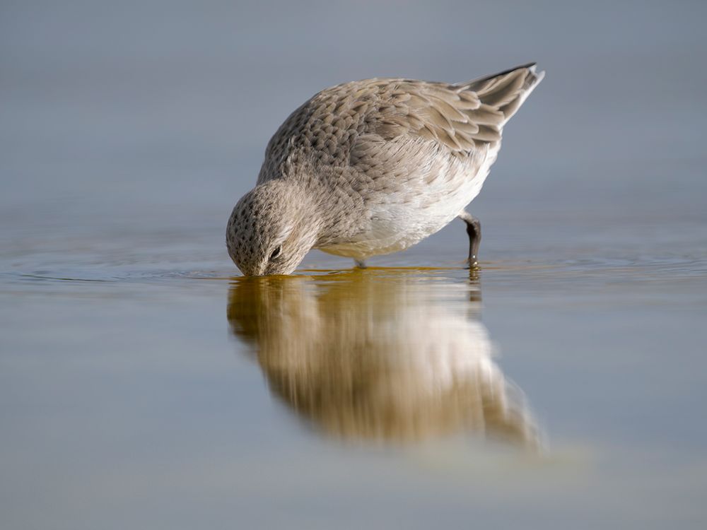 White-rumped sandpiper feeding in a pond. South America, Falkland Islands, Volunteer Point. art print by Martin Zwick for $57.95 CAD