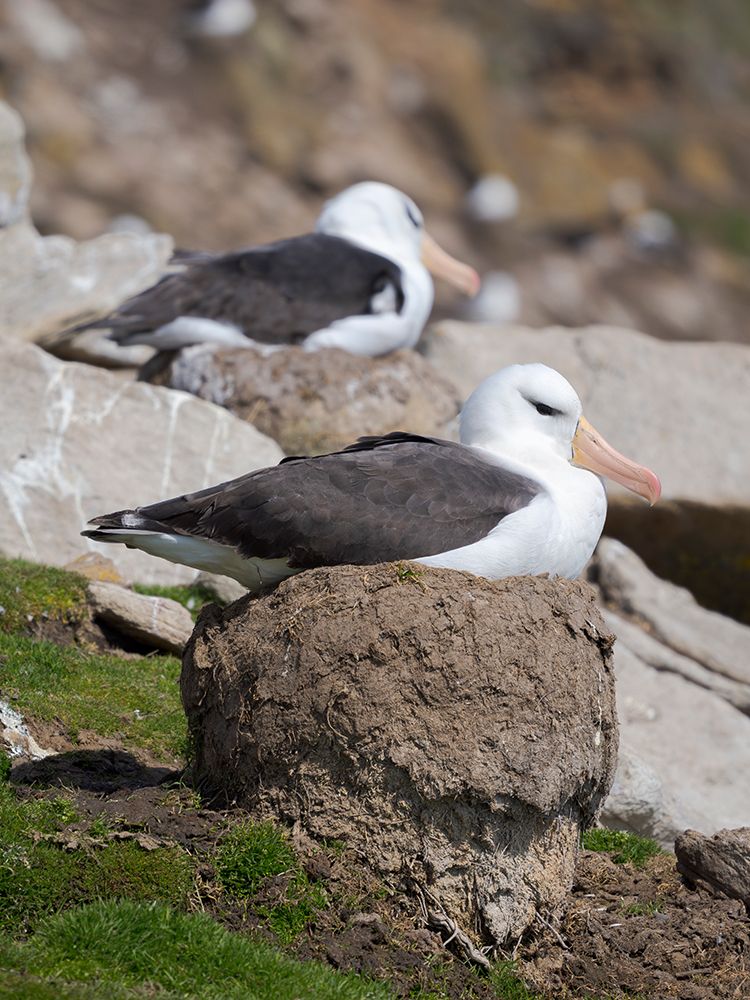 Black-browed Albatross or Mollymawk on typical tower-shaped nest on Saunders Is. Falkland Islands. art print by Martin Zwick for $57.95 CAD