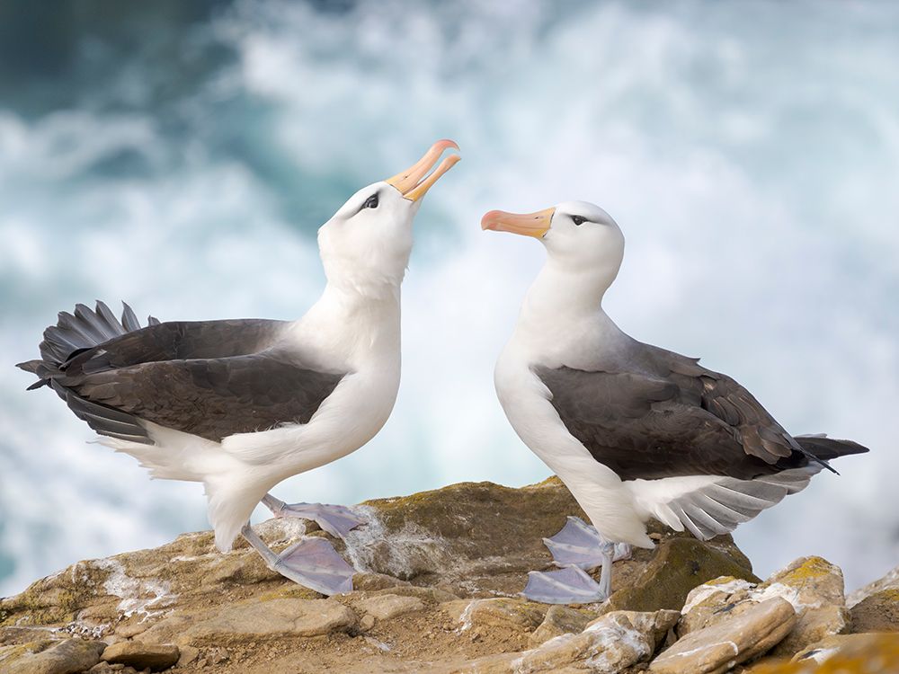 Courtship, greeting behavior. Black-browed Albatross or Mollymawk on Saunders Island. Falkland Is. art print by Martin Zwick for $57.95 CAD