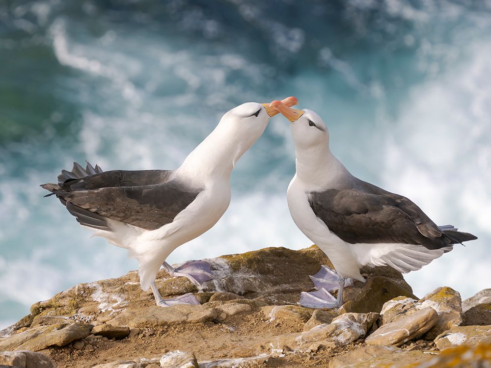Courtship, greeting behavior. Black-browed Albatross or Mollymawk on Saunders Island. Falkland Is. art print by Martin Zwick for $57.95 CAD