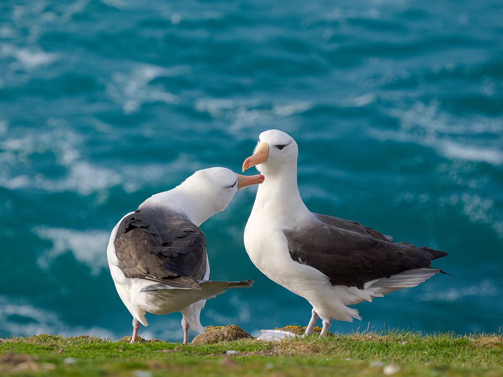 Courtship, greeting behavior. Black-browed Albatross or Mollymawk on Saunders Island. Falkland Is. art print by Martin Zwick for $57.95 CAD