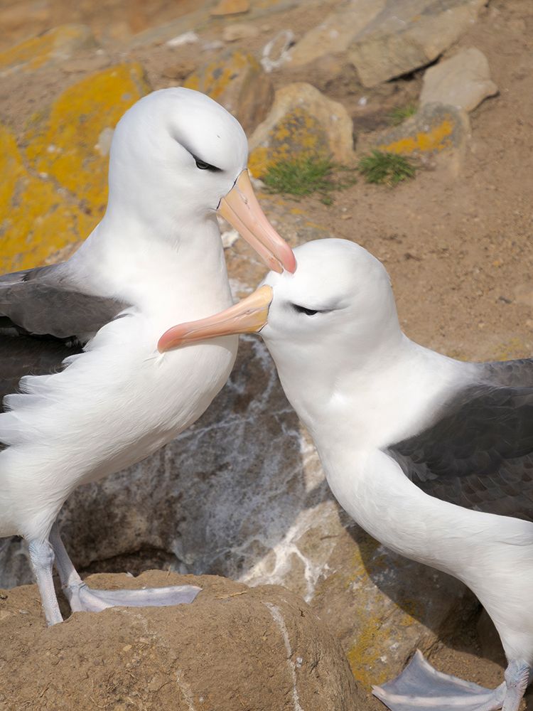 Courtship, greeting behavior. Black-browed Albatross or Mollymawk on Saunders Island. Falkland Is. art print by Martin Zwick for $57.95 CAD