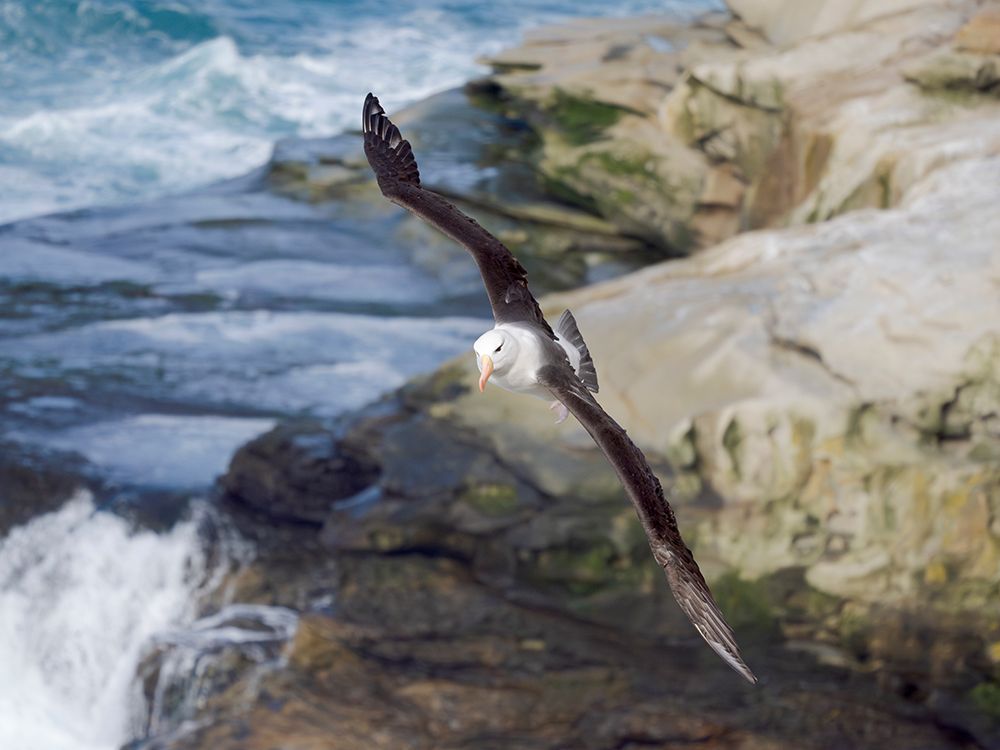 Black-browed Albatross or Mollymawk flying over the cliffs of Saunders Island.Falkland Islands. art print by Martin Zwick for $57.95 CAD