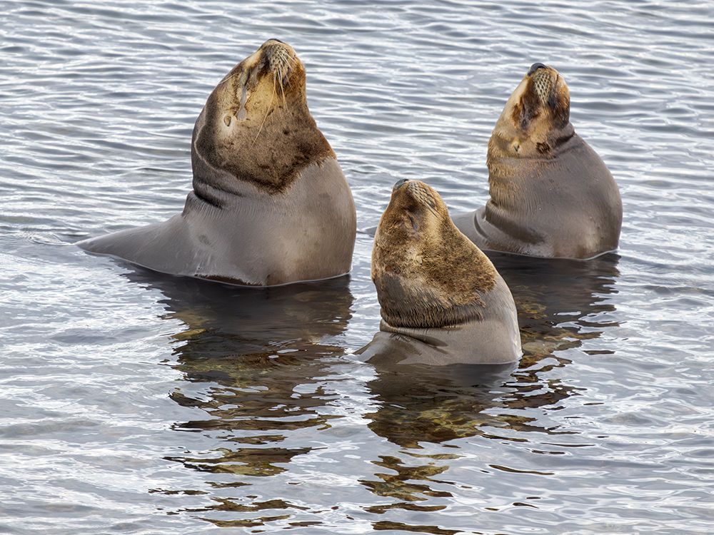 Bull of South American Sea Lion on Bleaker Island. South America, Falkland Islands. art print by Martin Zwick for $57.95 CAD