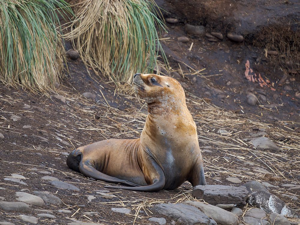 Colony on Bleaker Island. South American Sea Lion. South America, Falkland Islands. art print by Martin Zwick for $57.95 CAD