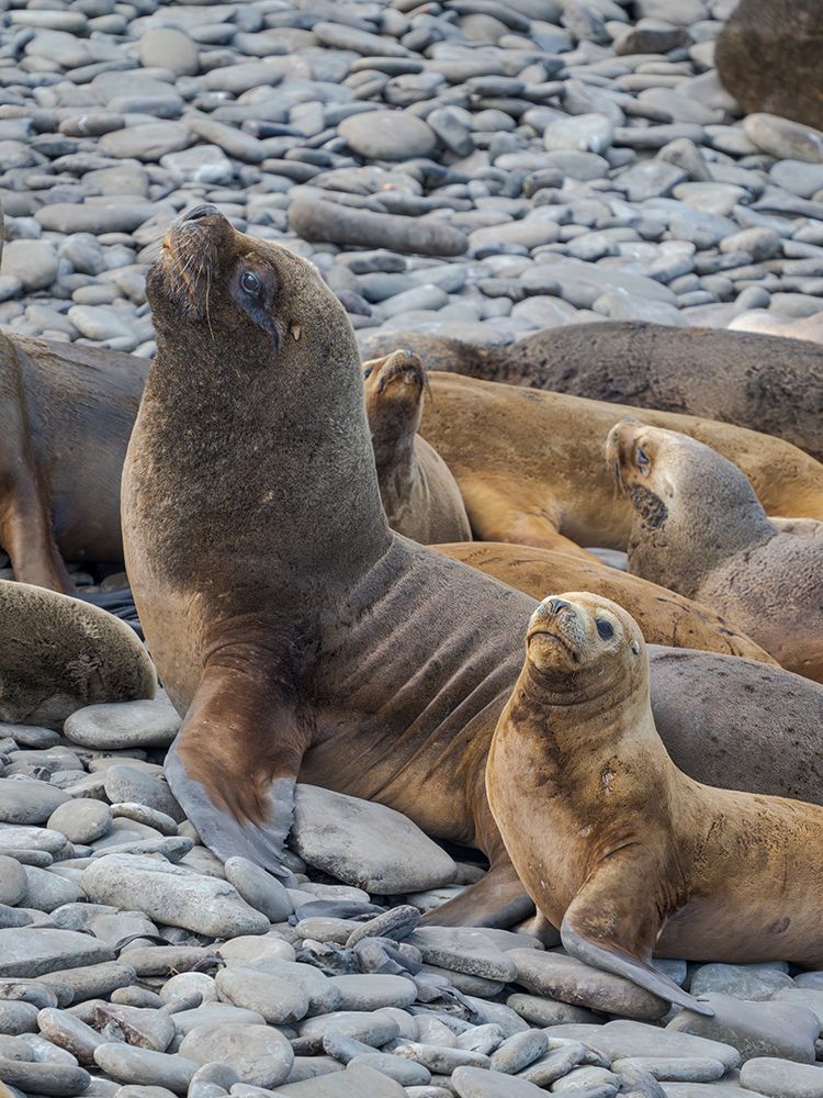 Colony on Bleaker Island. South American Sea Lion. South America, Falkland Islands. art print by Martin Zwick for $57.95 CAD