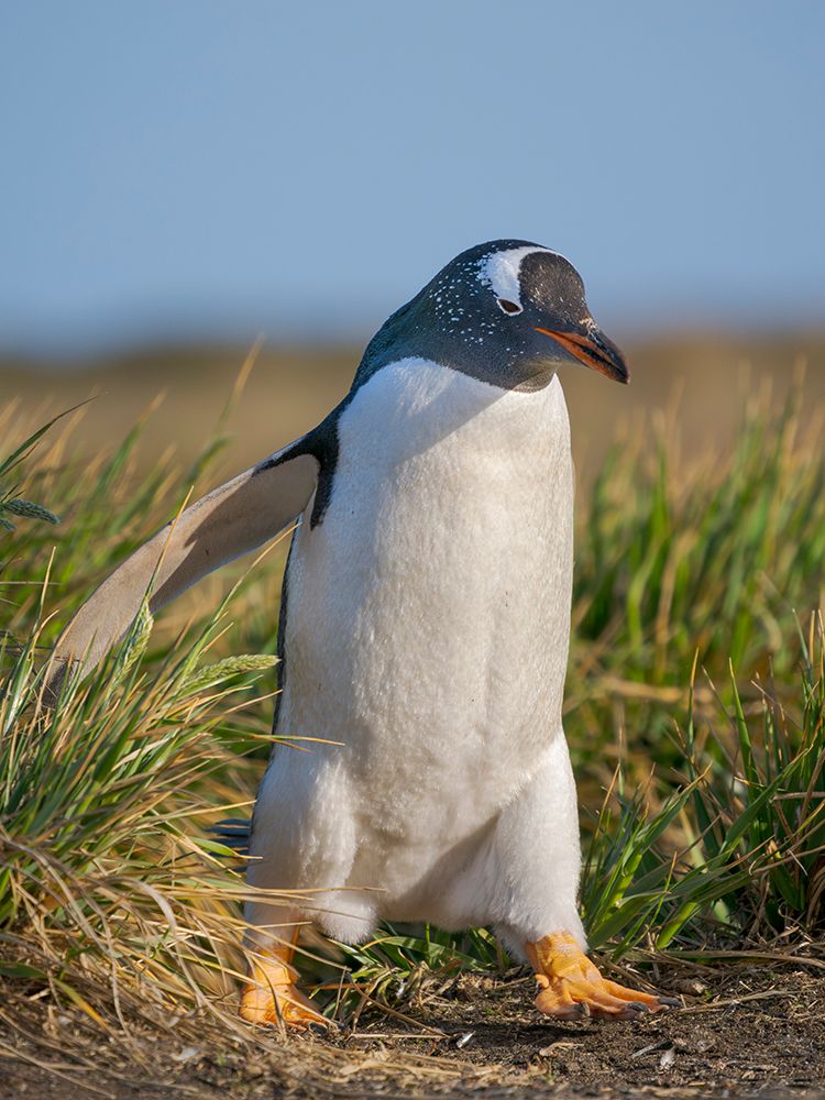 Gentoo Penguin. South America, Falkland Islands, Sea Lion Island. art print by Martin Zwick for $57.95 CAD