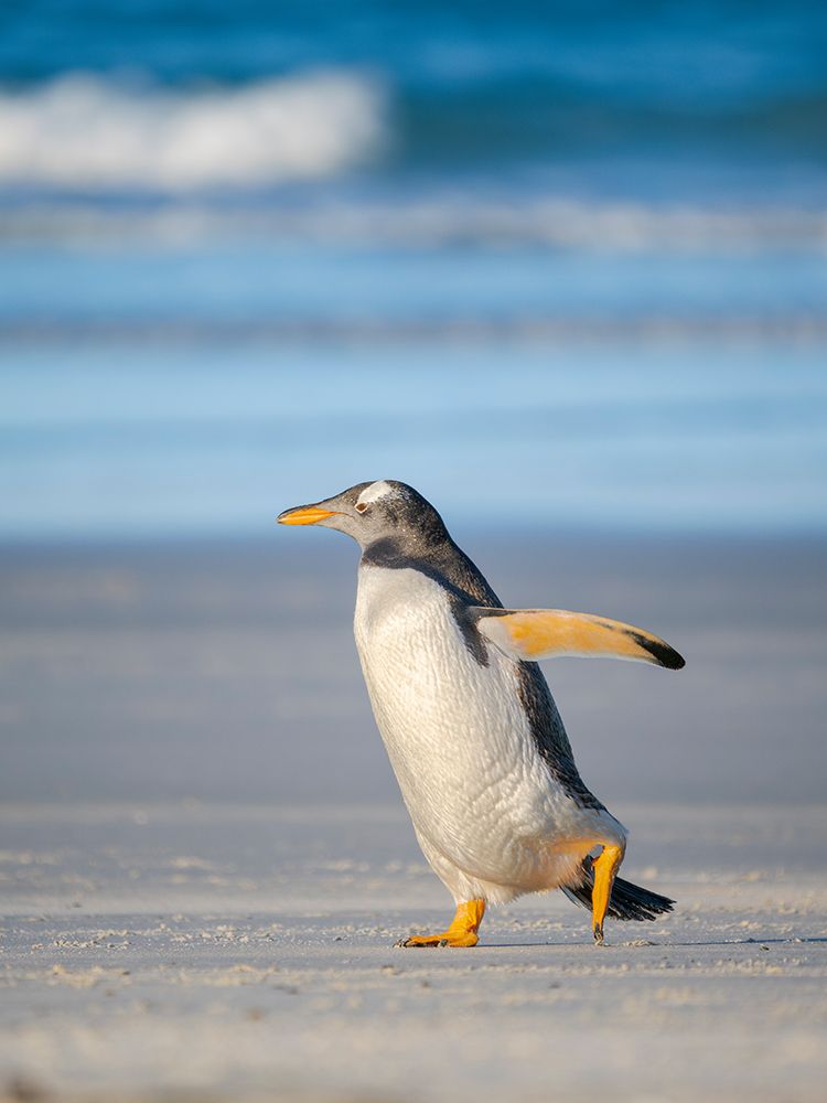 Gentoo Penguin on beach. South America, Falkland Islands, Saunders Island. art print by Martin Zwick for $57.95 CAD