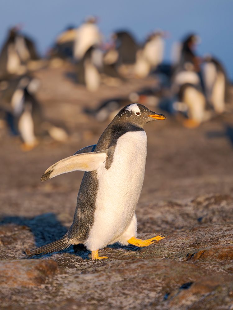 Gentoo Penguin in front of colony. South America, Falkland Islands, Saunders Island. art print by Martin Zwick for $57.95 CAD