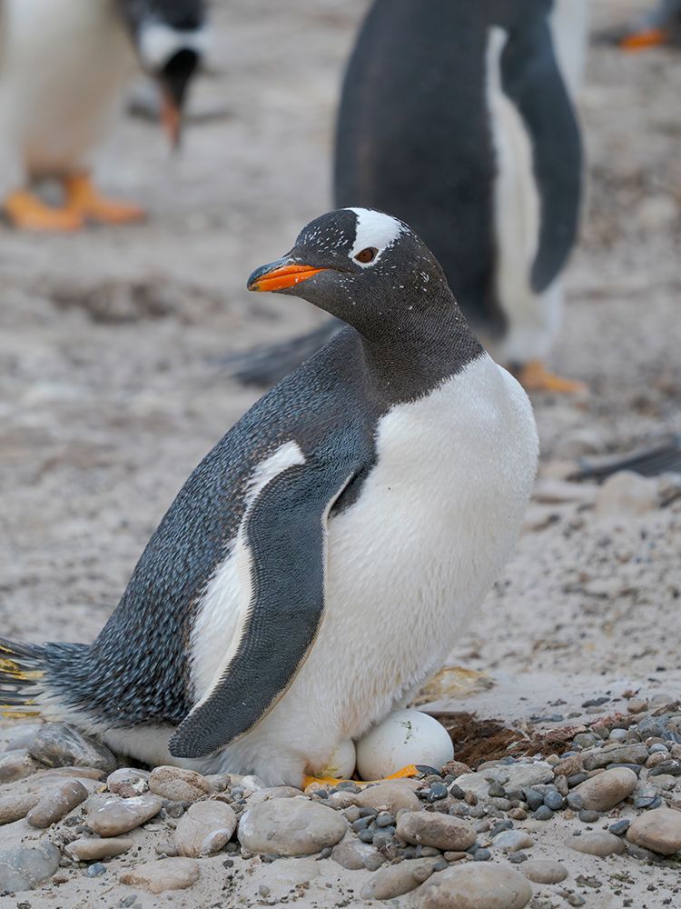 Gentoo Penguin on nest with egg. South America, Falkland Islands, Saunders Island. art print by Martin Zwick for $57.95 CAD