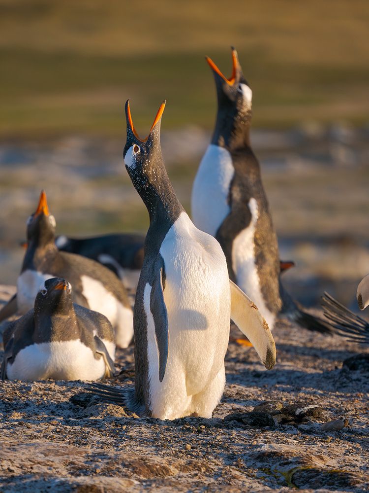 Gentoo Penguin calling. South America, Falkland Islands, Saunders Island. art print by Martin Zwick for $57.95 CAD