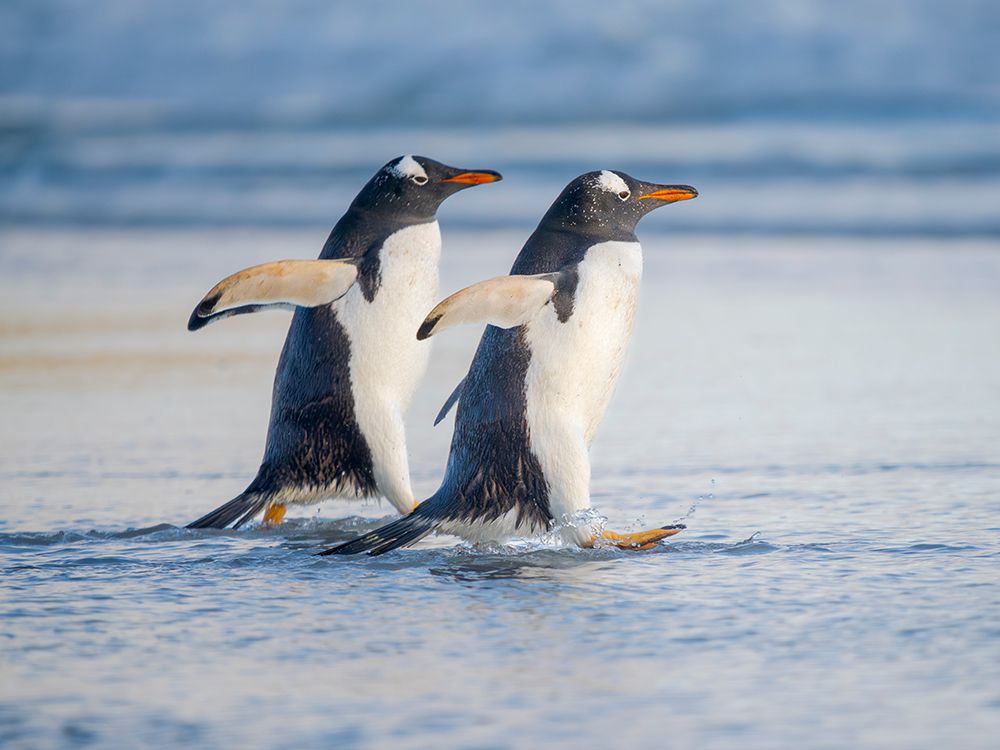 Gentoo Penguin during early morning at the coastline. Falkland Islands, Saunders Island. art print by Martin Zwick for $57.95 CAD