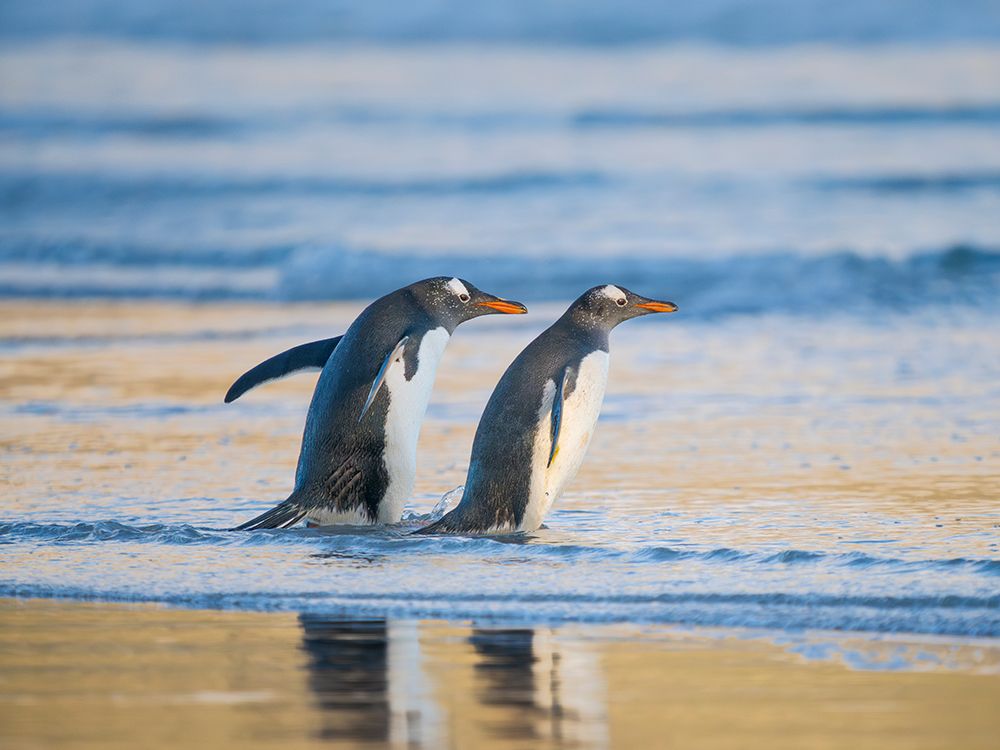 Gentoo Penguin during early morning at the coastline. Falkland Islands, Saunders Island. art print by Martin Zwick for $57.95 CAD