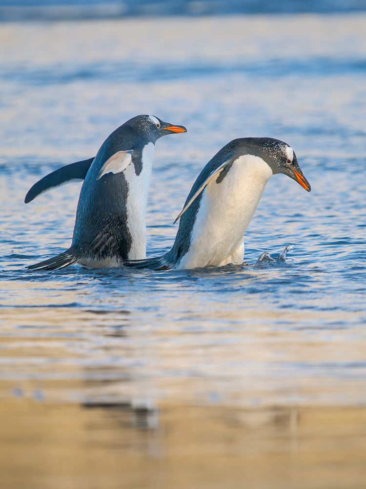 Gentoo Penguin during early morning at the coastline. Falkland Islands, Saunders Island. art print by Martin Zwick for $57.95 CAD
