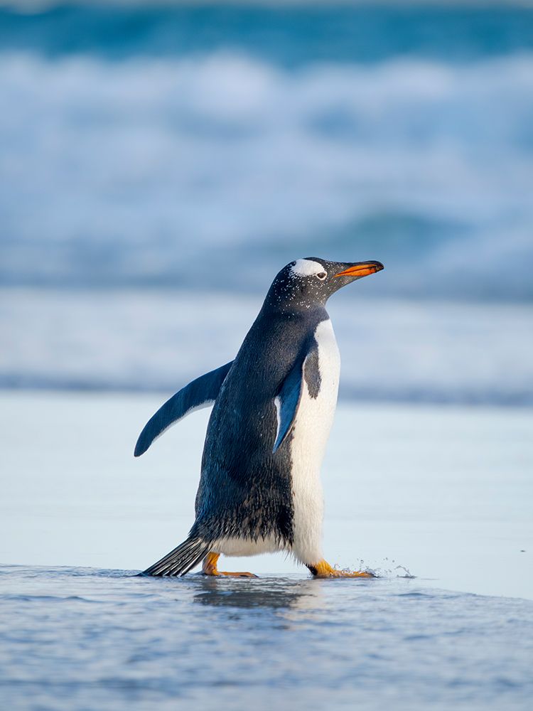 Gentoo Penguin during early morning at the coastline. Falkland Islands, Saunders Island. art print by Martin Zwick for $57.95 CAD