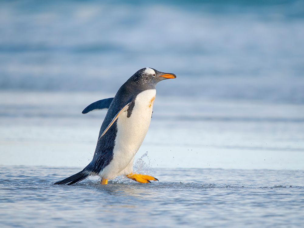 Gentoo Penguin during early morning at the coastline. Falkland Islands, Saunders Island. art print by Martin Zwick for $57.95 CAD