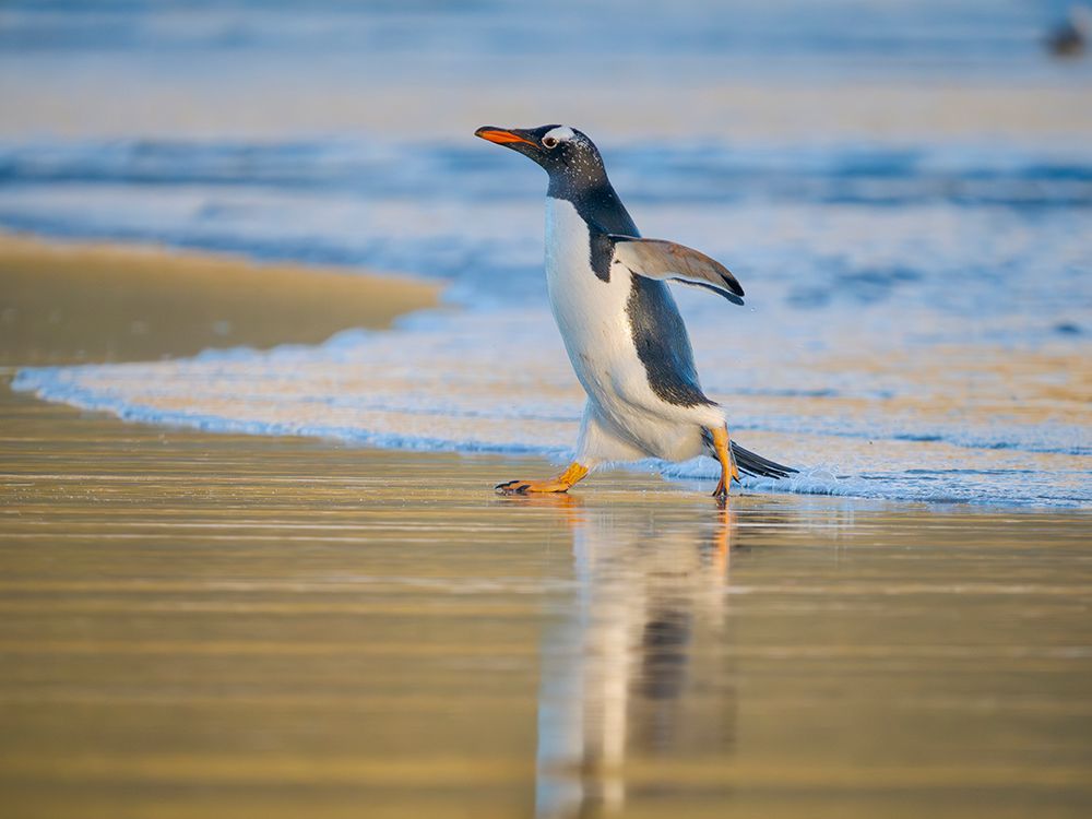 Gentoo Penguin during early morning at the coastline. Falkland Islands, Saunders Island. art print by Martin Zwick for $57.95 CAD