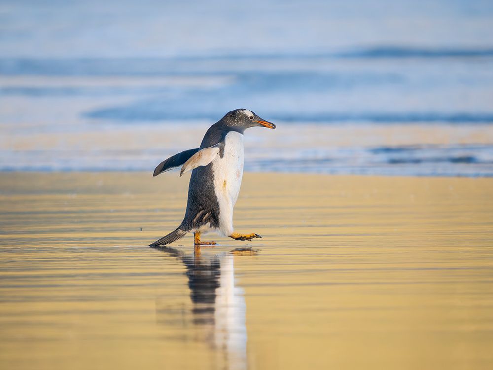Gentoo Penguin during early morning at the coastline. Falkland Islands, Saunders Island. art print by Martin Zwick for $57.95 CAD