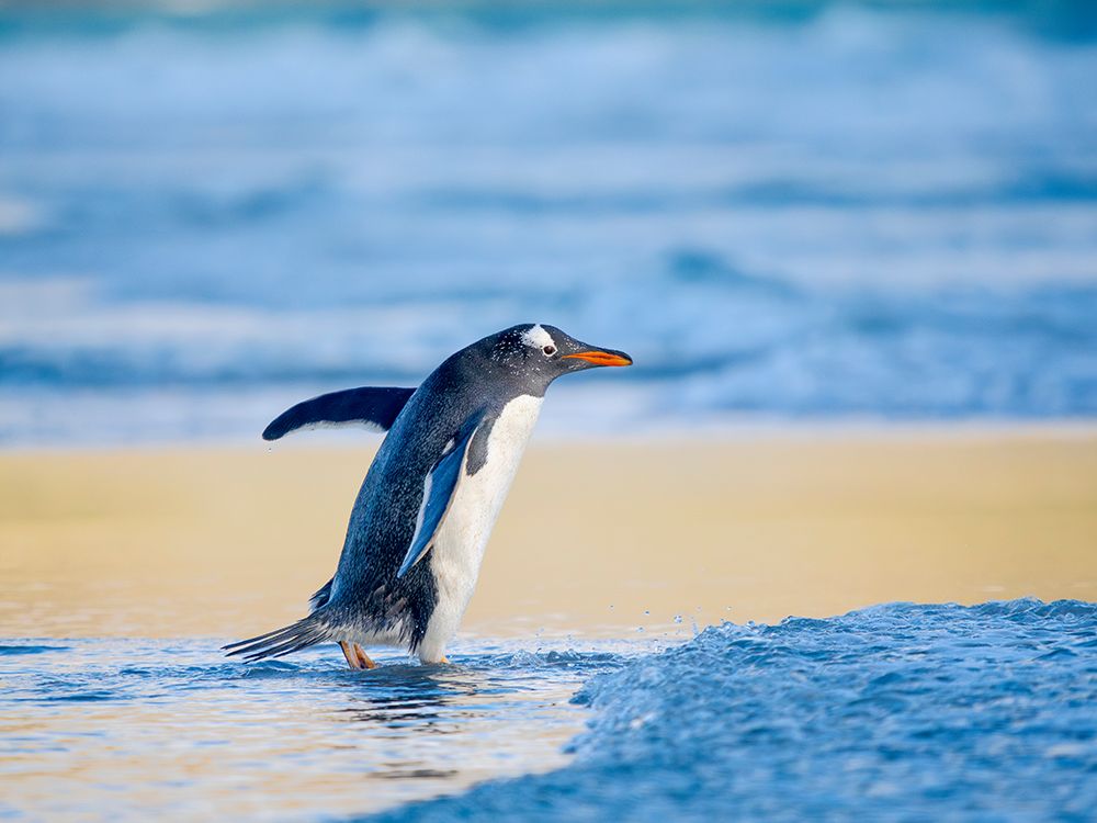 Gentoo Penguin during early morning at the coastline. Falkland Islands, Saunders Island. art print by Martin Zwick for $57.95 CAD