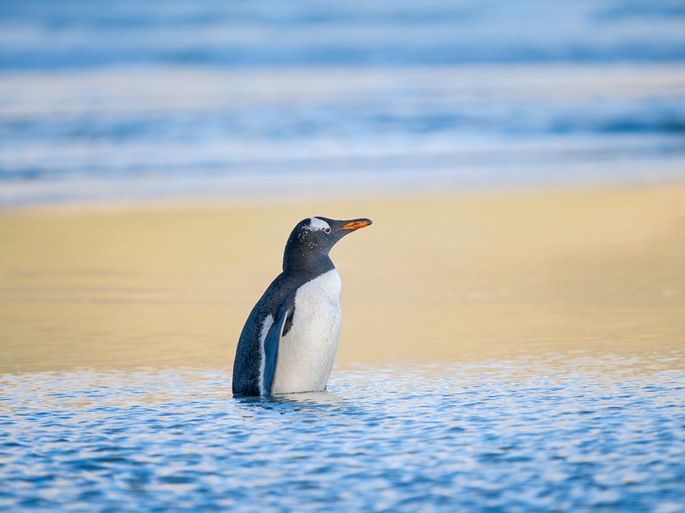 Gentoo Penguin during early morning at the coastline. Falkland Islands, Saunders Island. art print by Martin Zwick for $57.95 CAD