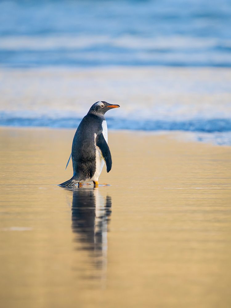 Gentoo Penguin during early morning at the coastline. Falkland Islands, Saunders Island. art print by Martin Zwick for $57.95 CAD