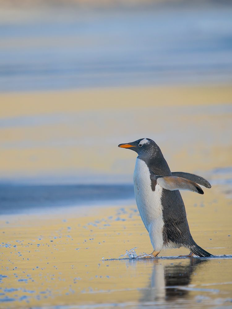 Gentoo Penguin during early morning at the coastline. Falkland Islands, Saunders Island. art print by Martin Zwick for $57.95 CAD
