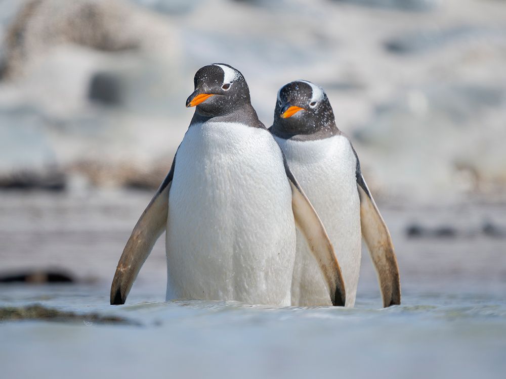 Gentoo Penguin entering the sea. South America, Falkland Islands, Bleaker Island. art print by Martin Zwick for $57.95 CAD