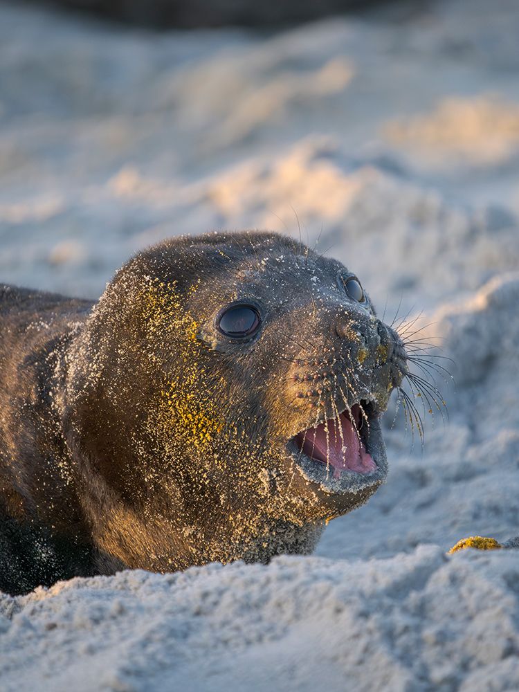 Pup of southern elephant seal on beach of Sea Lion Island. South America, Falkland Islands. art print by Martin Zwick for $57.95 CAD