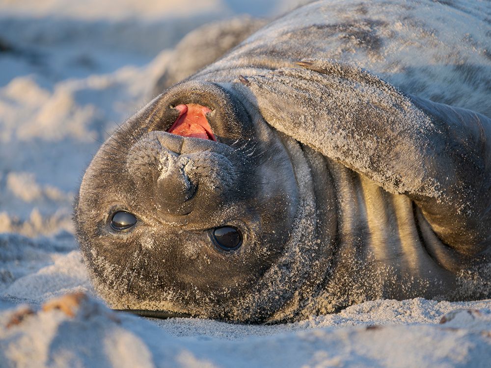 Pup of southern elephant seal on beach of Sea Lion Island. South America, Falkland Islands. art print by Martin Zwick for $57.95 CAD