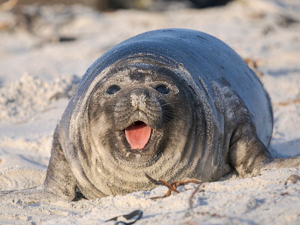 Weaned pup of southern elephant seal on beach of Sea Lion Island. South America, Falkland Islands. art print by Martin Zwick for $57.95 CAD