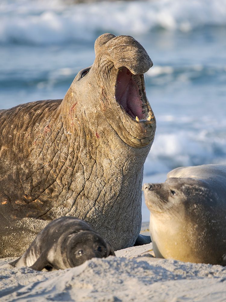 Bull of South American Sea Lion on Bleaker Island. South America, Falkland Islands. art print by Martin Zwick for $57.95 CAD