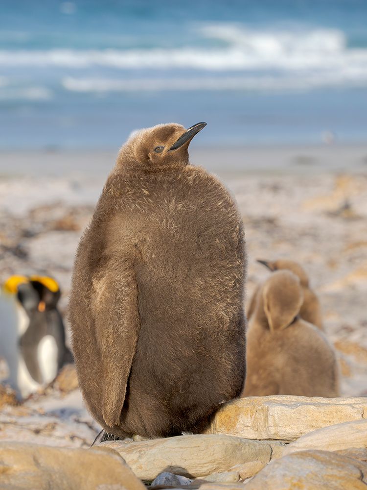 King Penguin half grown chick on beach of Saunders Island. South America, Falkland Islands. art print by Martin Zwick for $57.95 CAD